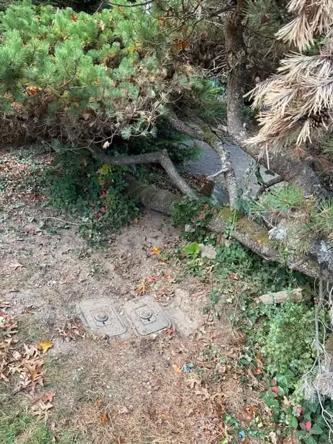 Two water meter box lids exposed beneath a pine tree after clearing brush